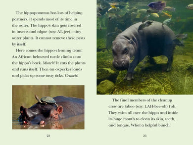 Animal Allies US - Paperback / softback