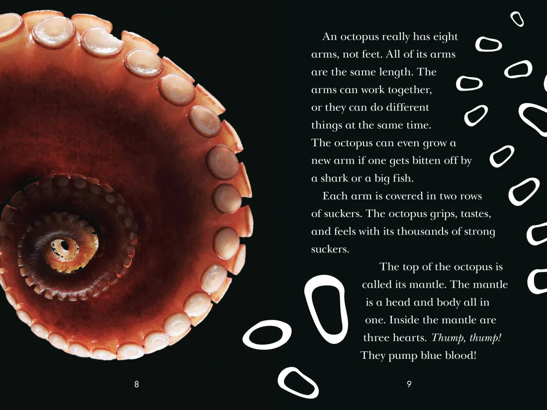 Octopus! US - Paperback / softback