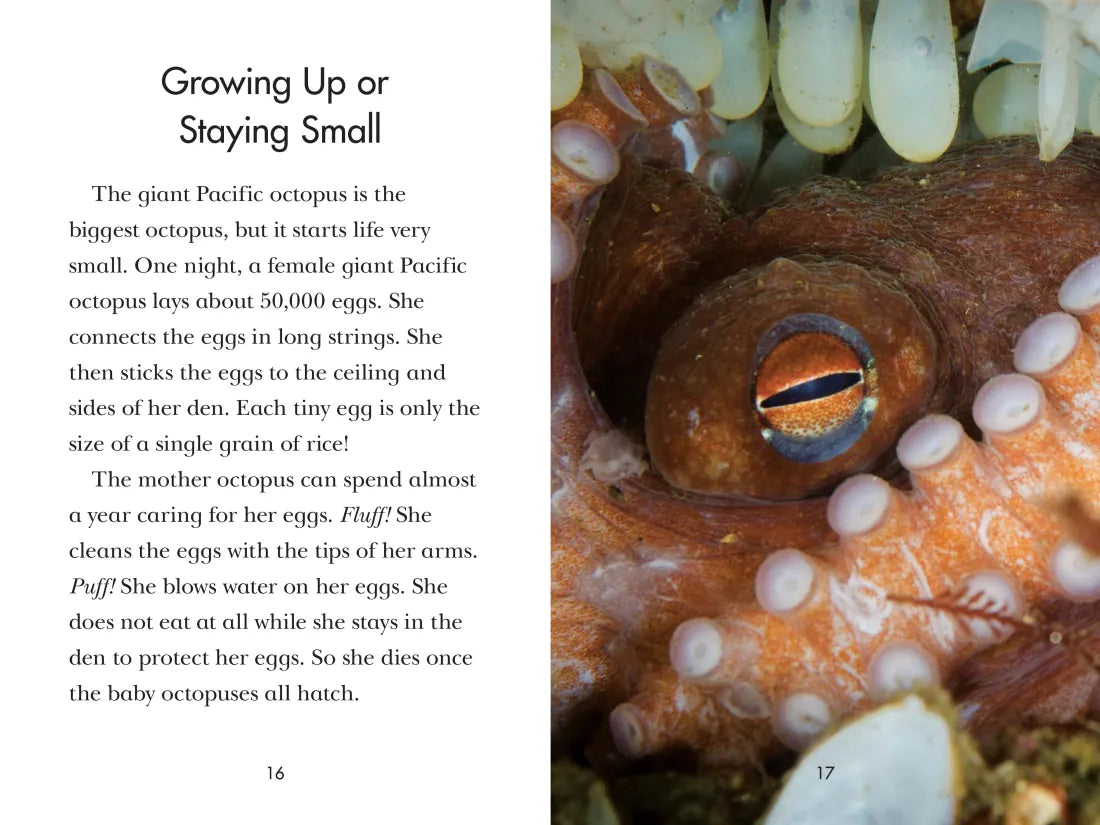 Octopus! US - Paperback / softback