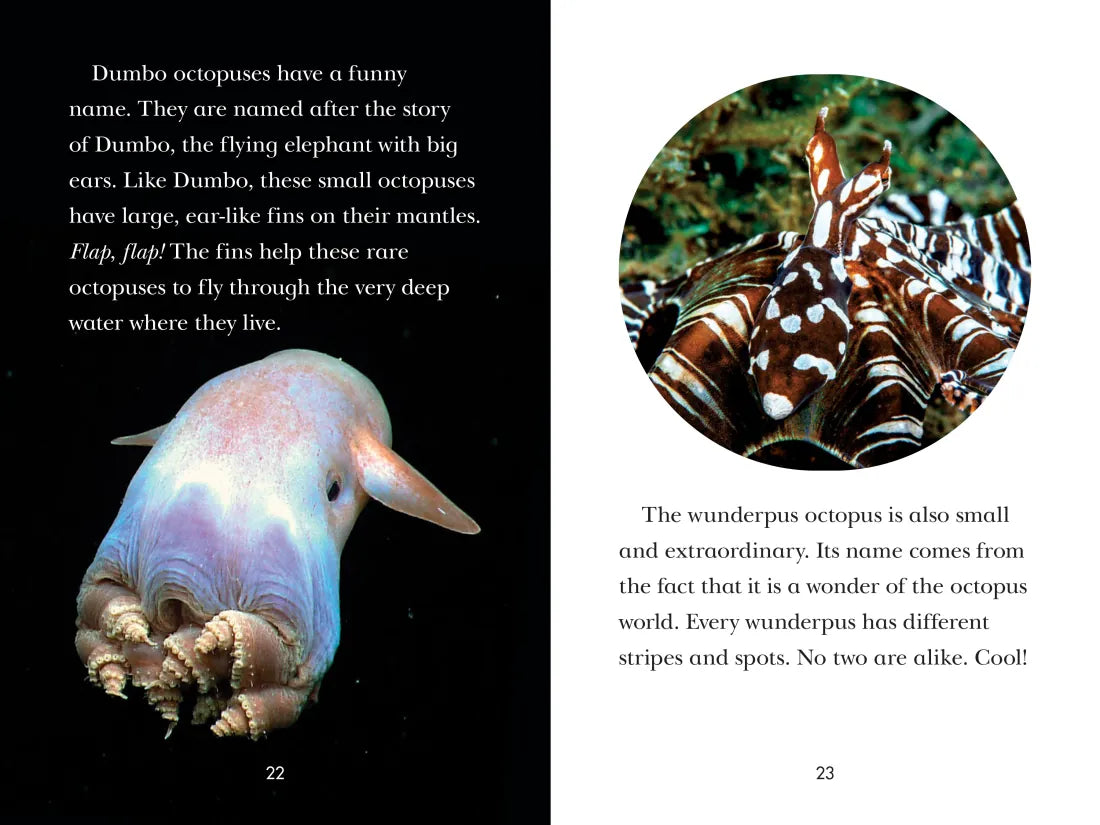 Octopus! US - Paperback / softback