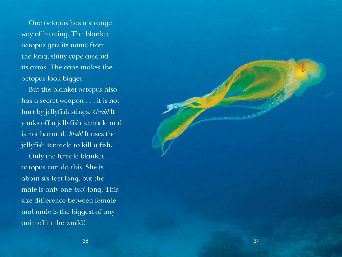 Octopus! US - Paperback / softback