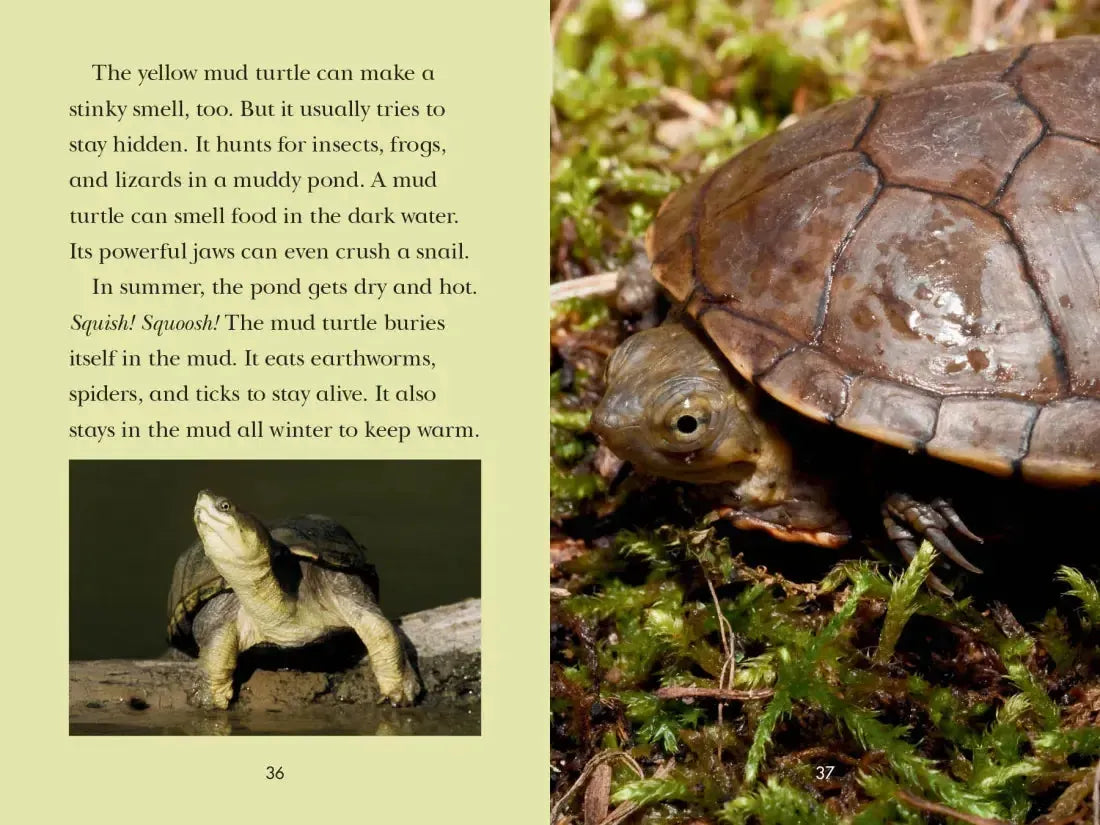 Totally Turtles! US - Paperback / softback
