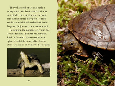 Totally Turtles! US - Paperback / softback