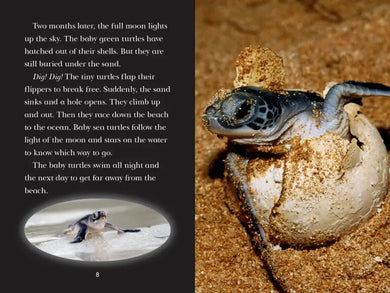 Totally Turtles! US - Hardback
