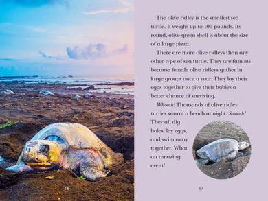 Totally Turtles! US - Hardback