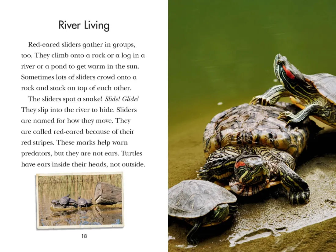 Totally Turtles! US - Hardback