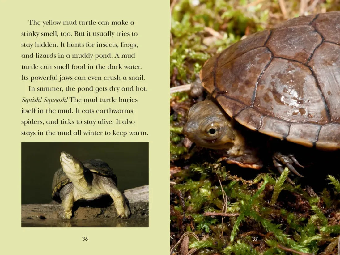 Totally Turtles! US - Hardback