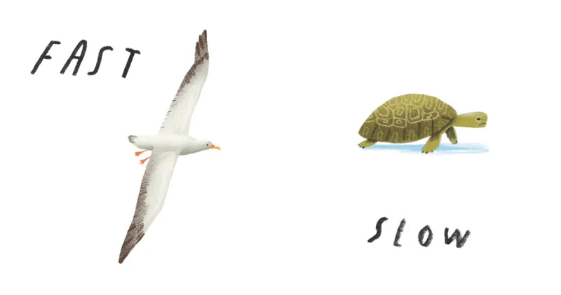 Here We Are: Book of Opposites US - Board book