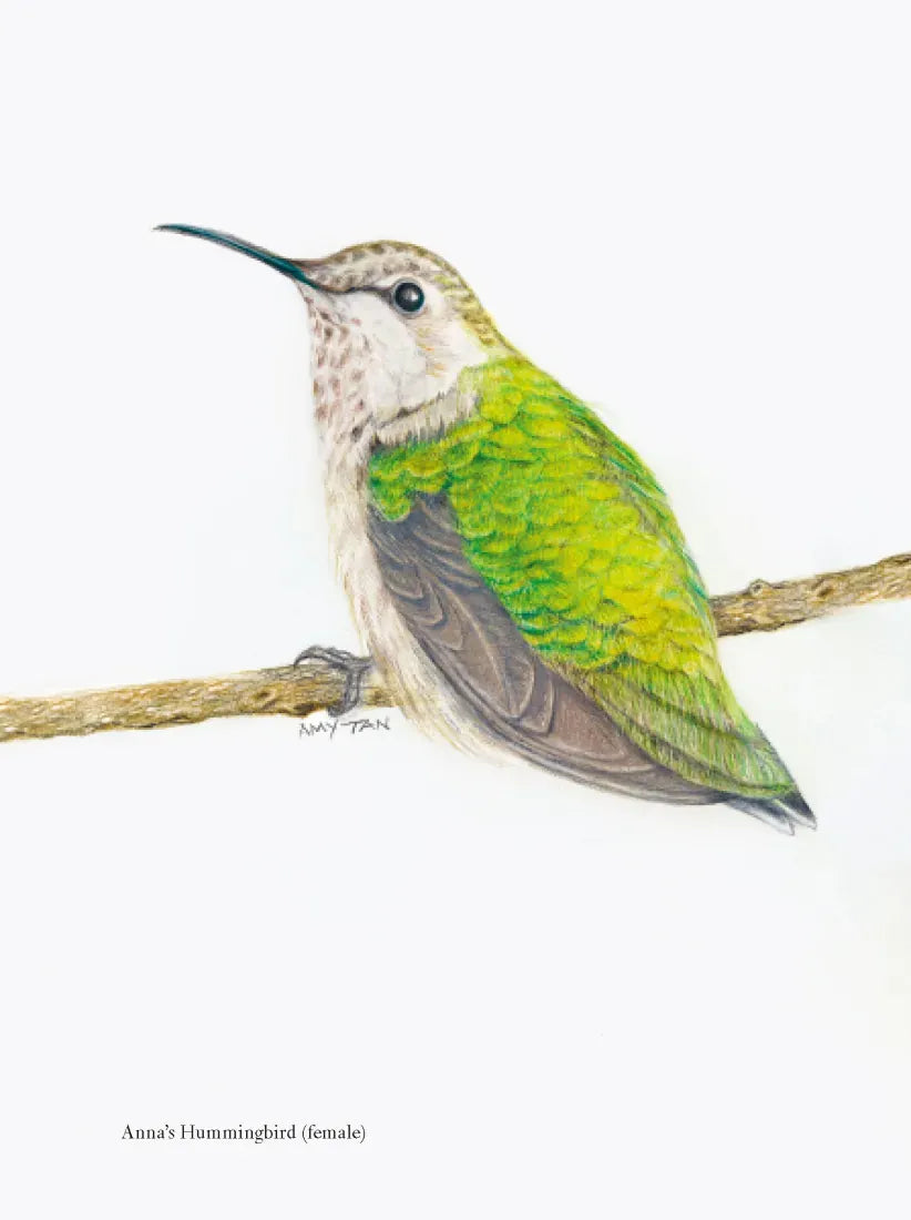 The Backyard Bird Chronicles US - Book