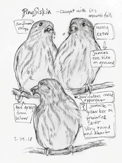 The Backyard Bird Chronicles US - Book