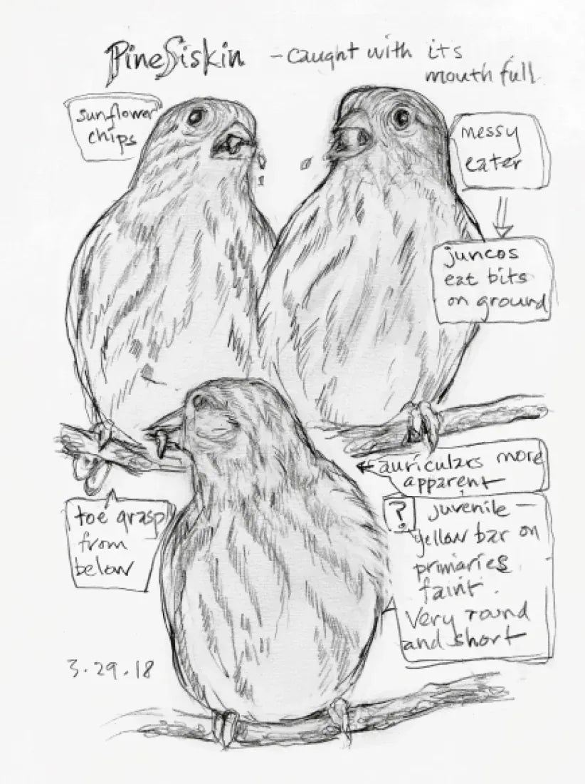 The Backyard Bird Chronicles US - Book