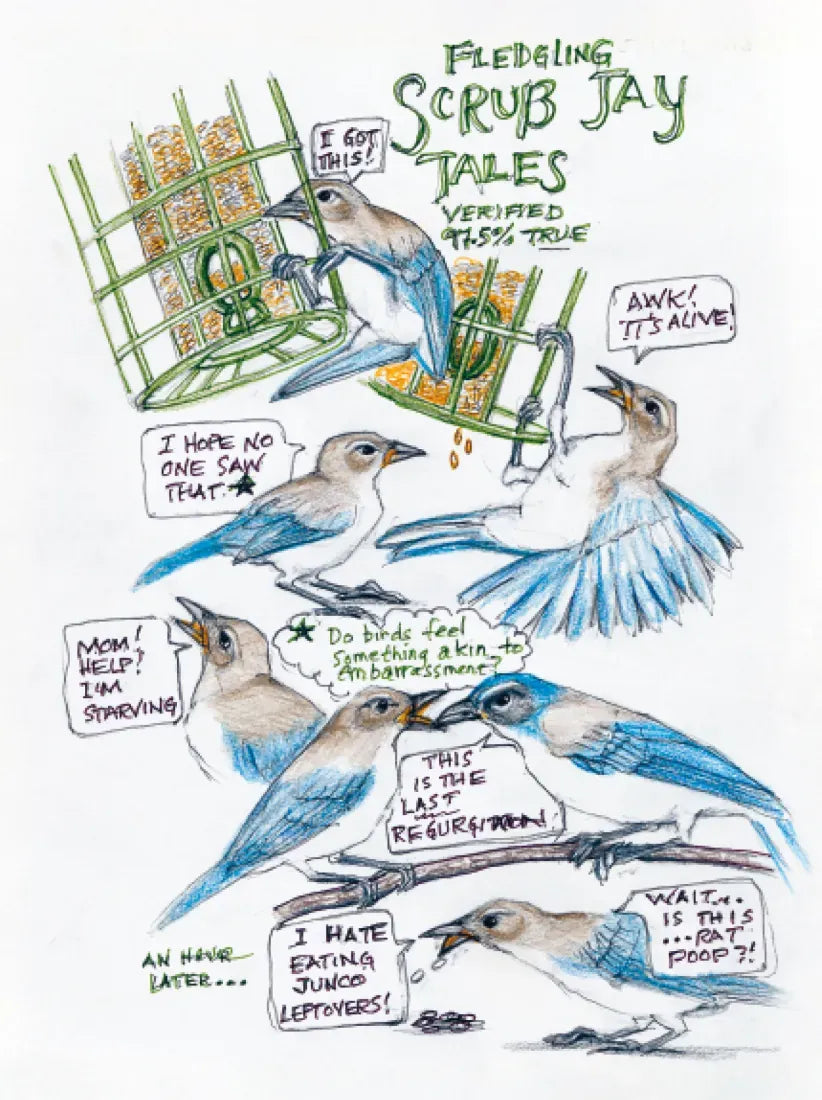The Backyard Bird Chronicles US - Book