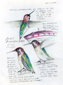 The Backyard Bird Chronicles US - Book