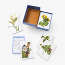 New York Botanical Garden Wildflower Identification Flashcards US - Cards