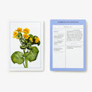 New York Botanical Garden Wildflower Identification Flashcards US - Cards