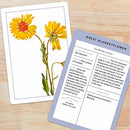 New York Botanical Garden Wildflower Identification Flashcards US - Cards