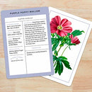 New York Botanical Garden Wildflower Identification Flashcards US - Cards