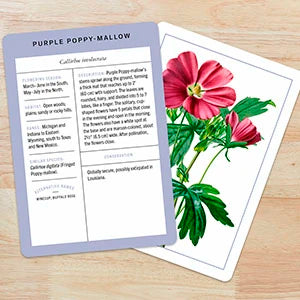 New York Botanical Garden Wildflower Identification Flashcards US - Cards