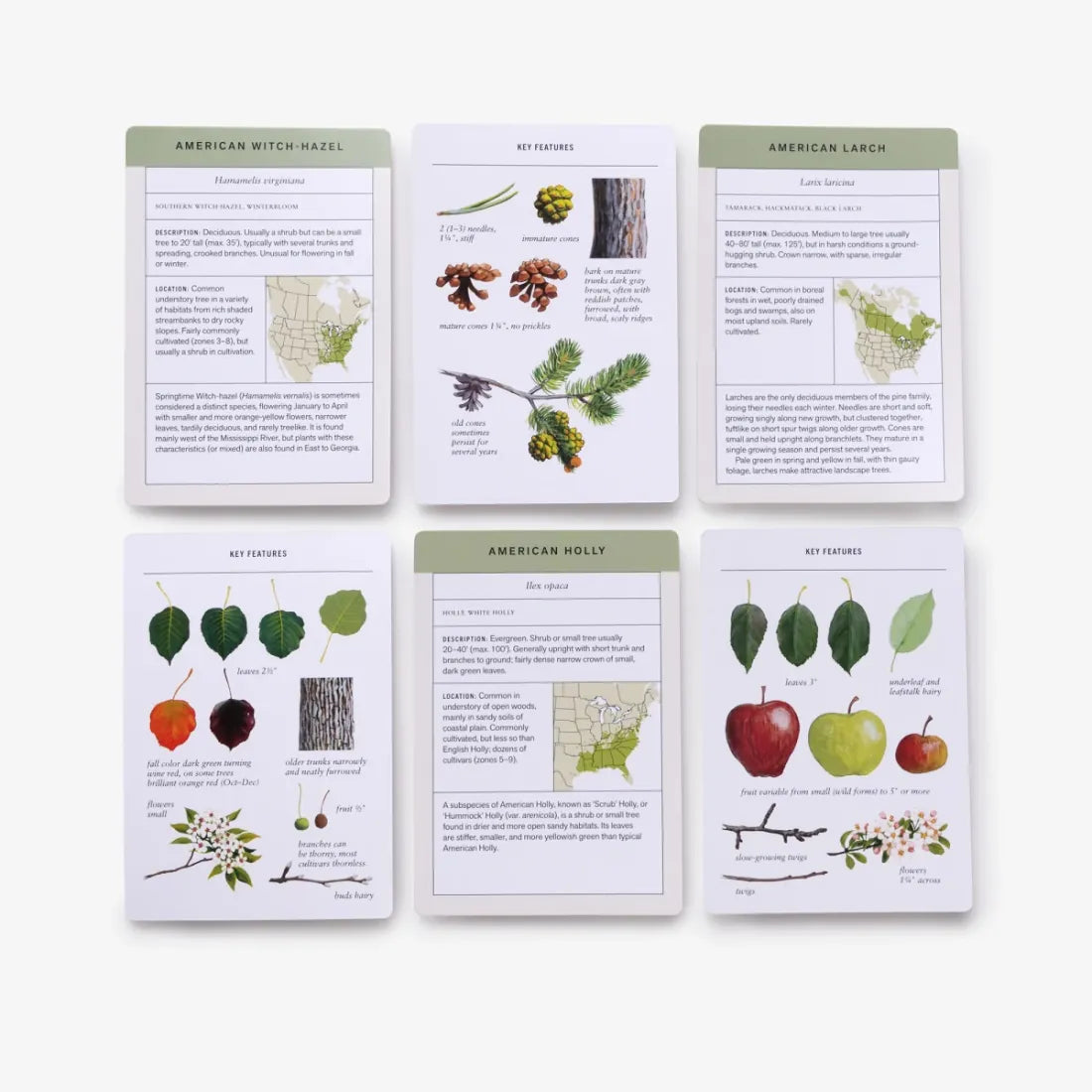 Sibley Tree Identification Flashcards US - Cards