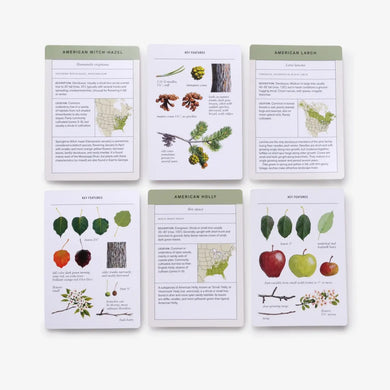 Sibley Tree Identification Flashcards US - Cards