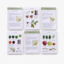 Sibley Tree Identification Flashcards US - Cards