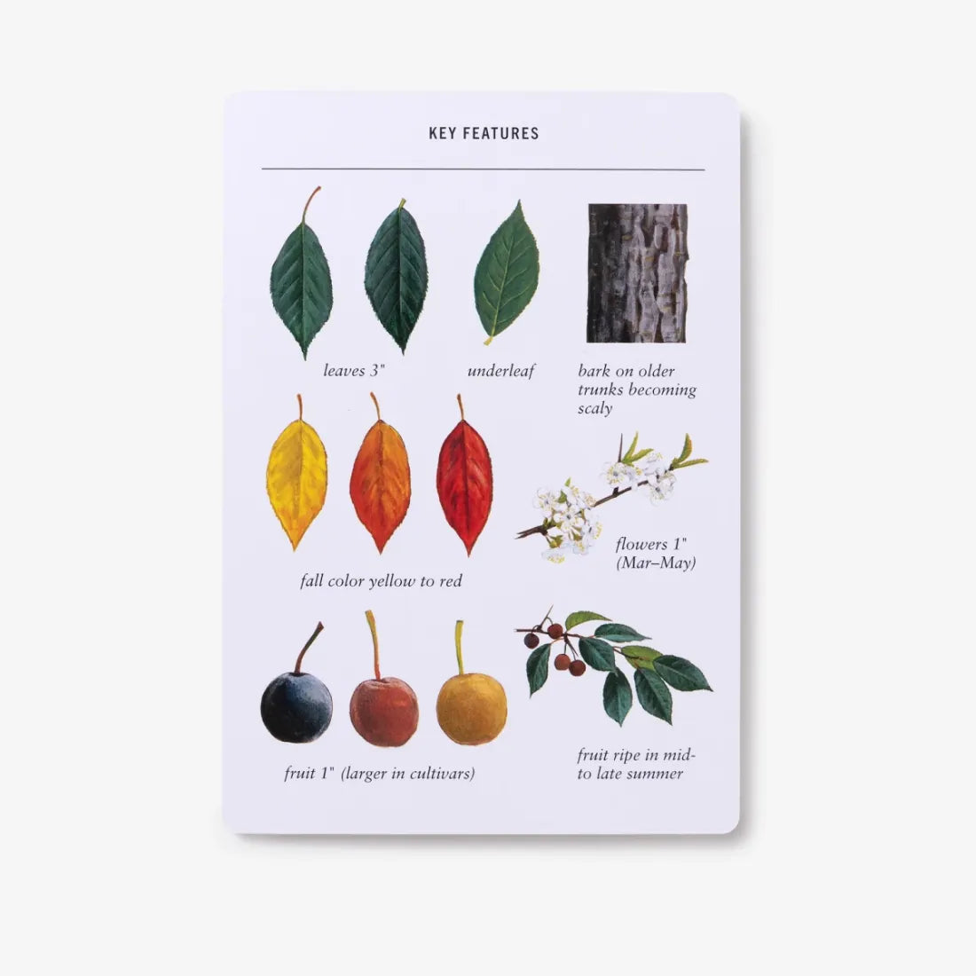 Sibley Tree Identification Flashcards US - Cards