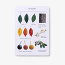 Sibley Tree Identification Flashcards US - Cards