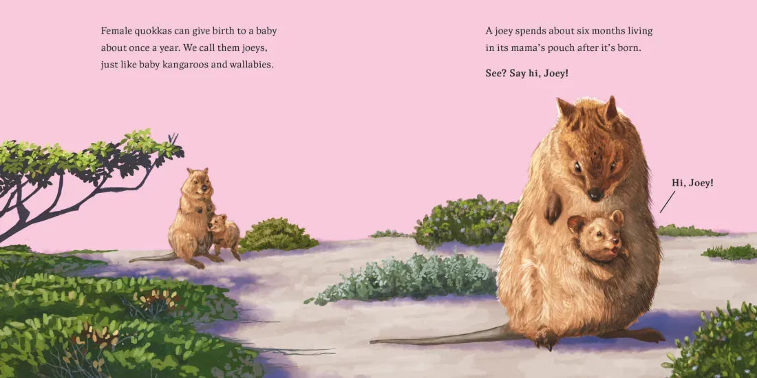 Hello, I'm a Quokka (Meet the Wild Things, Book 3) US - Hardback
