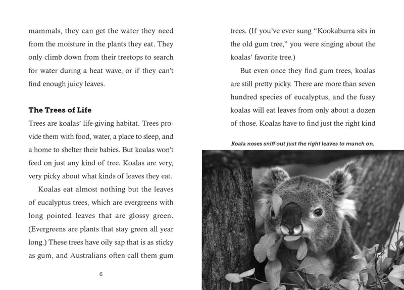 Save the... Koalas US - Hardback