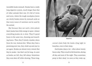 Save the... Koalas US - Hardback