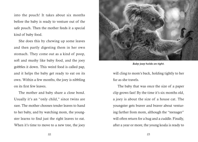 Save the... Koalas US - Hardback