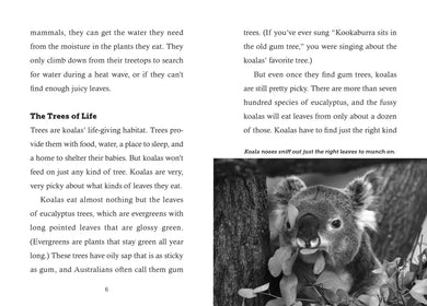 Save the... Koalas US - Paperback / softback