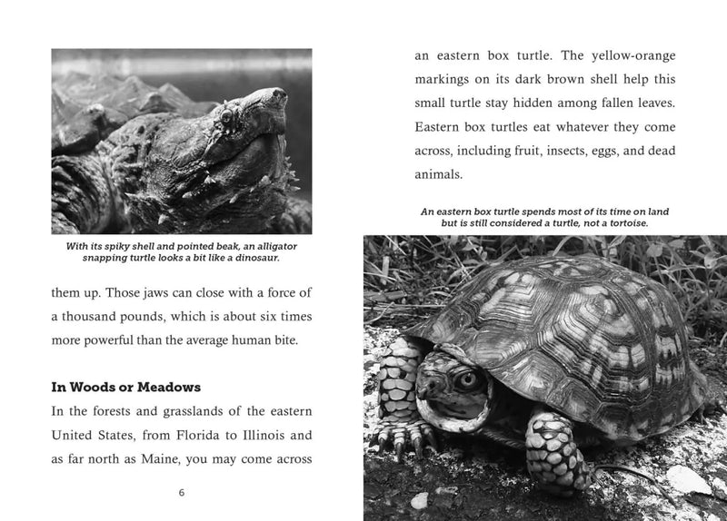 Save the...Turtles US - Paperback / softback