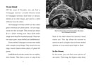 Save the...Turtles US - Paperback / softback