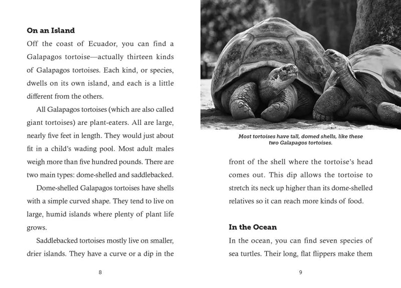 Save the...Turtles US - Paperback / softback