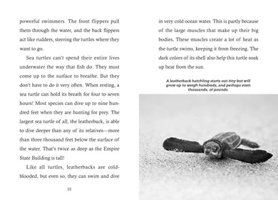 Save the...Turtles US - Paperback / softback