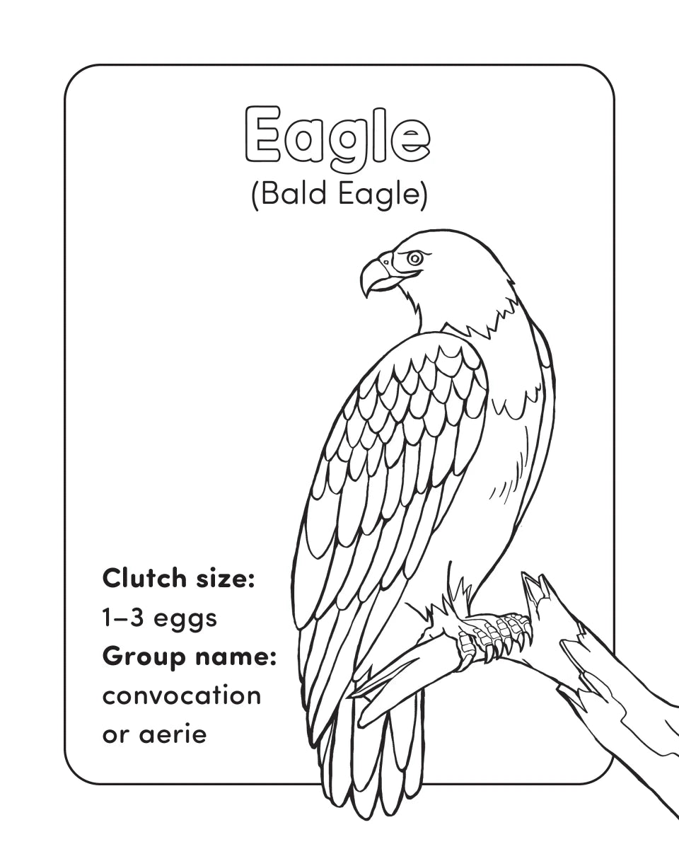 Bird Book for Kids US - Paperback / softback