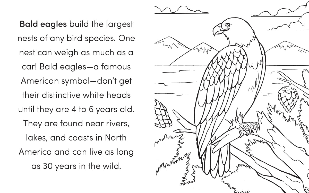 Bird Book for Kids US - Paperback / softback