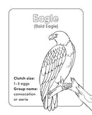 Bird Book for Kids US - Paperback / softback