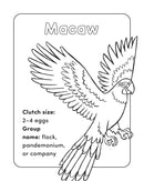 Bird Book for Kids US - Paperback / softback