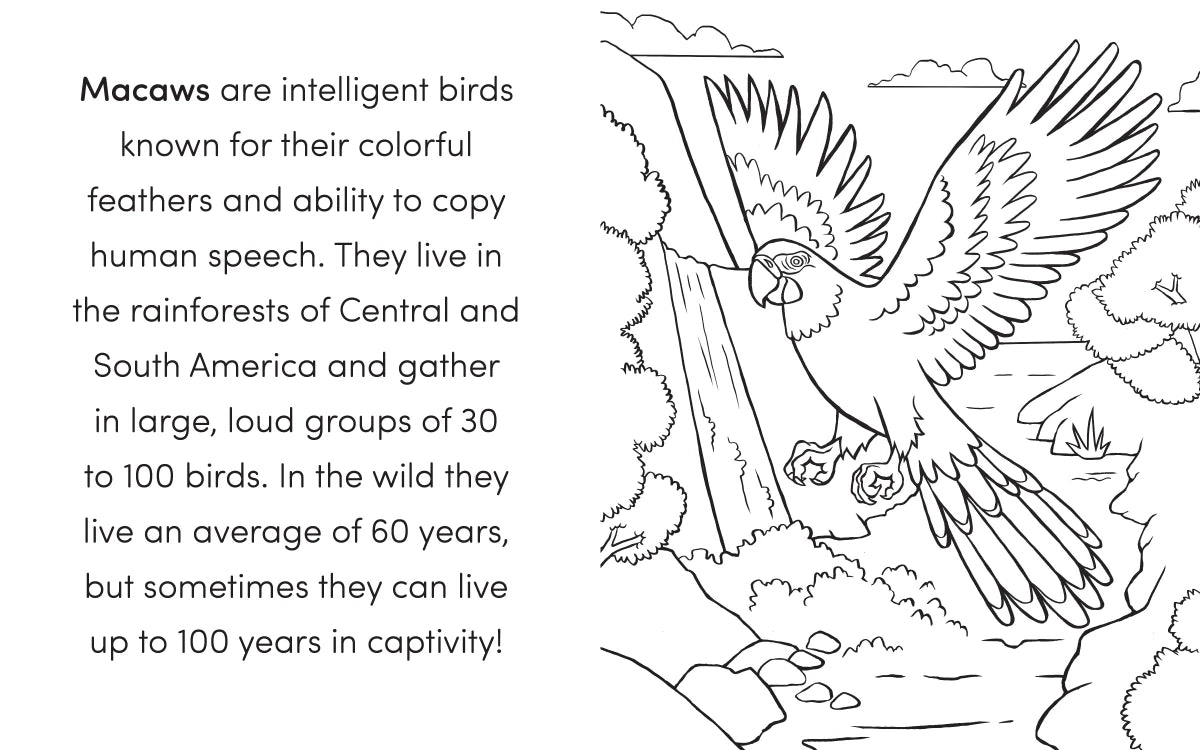 Bird Book for Kids US - Paperback / softback