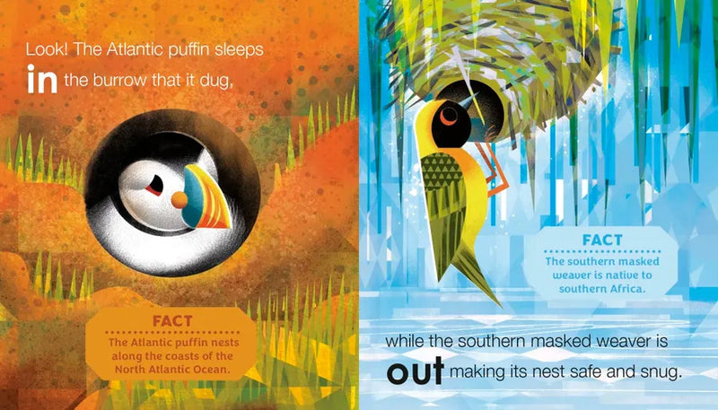 Birding for Babies: Birds Around the World US - Board book