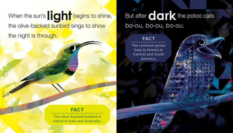 Birding for Babies: Birds Around the World US - Board book