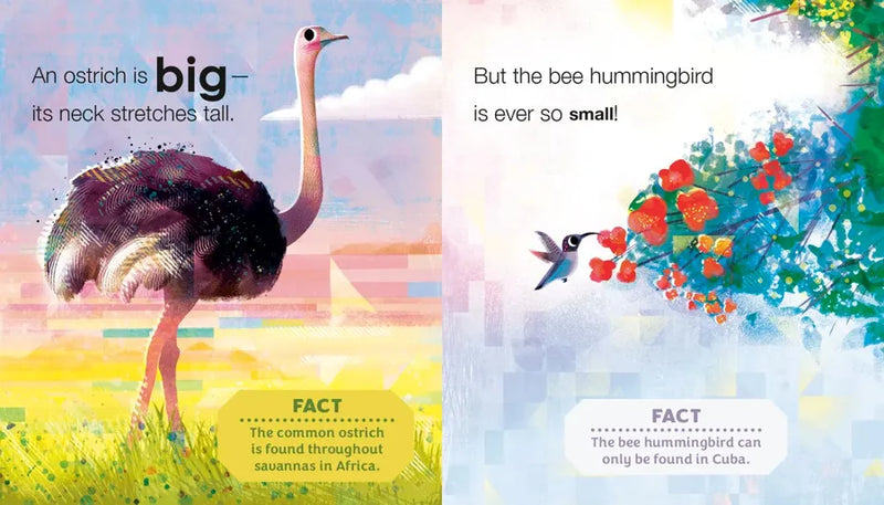 Birding for Babies: Birds Around the World US - Board book