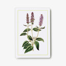 New York Botanical Garden Herb Identification Flashcards US - Cards