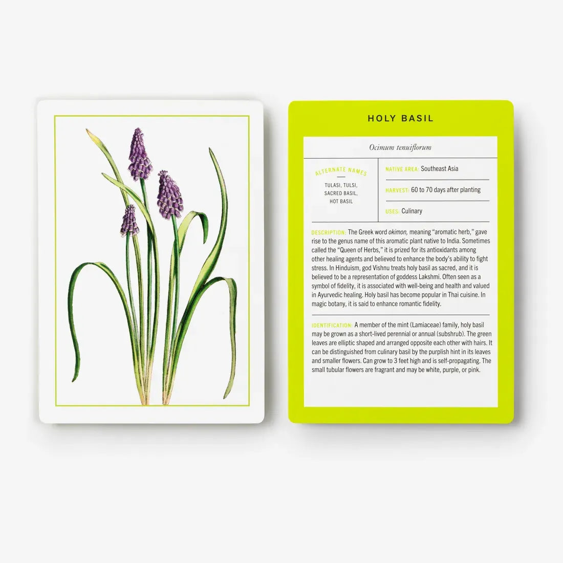New York Botanical Garden Herb Identification Flashcards US - Cards
