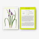 New York Botanical Garden Herb Identification Flashcards US - Cards