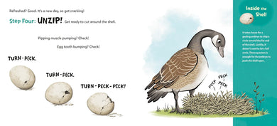 How to Hatch US - Hardback (9780593811061)