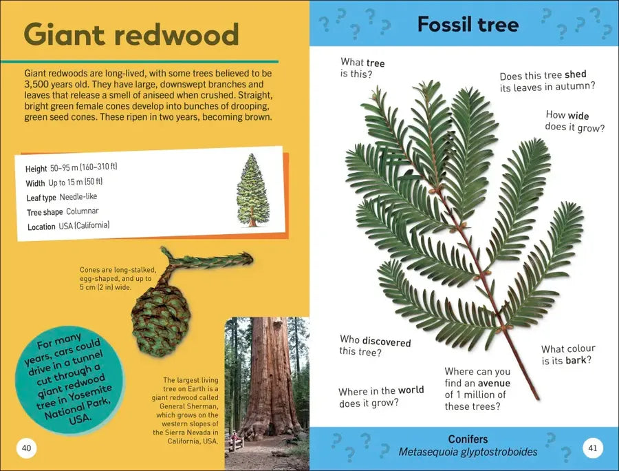 Quiz Yourself Clever! Trees of the World US - Paperback / softback