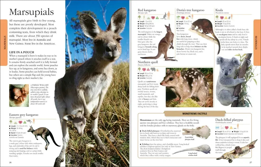 Animals A Visual Encyclopedia US - Hardback